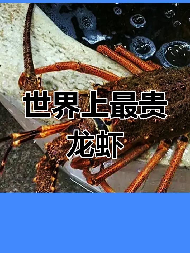 十大龍蝦中哪個最稀有？【世界十大龍蝦排行榜】