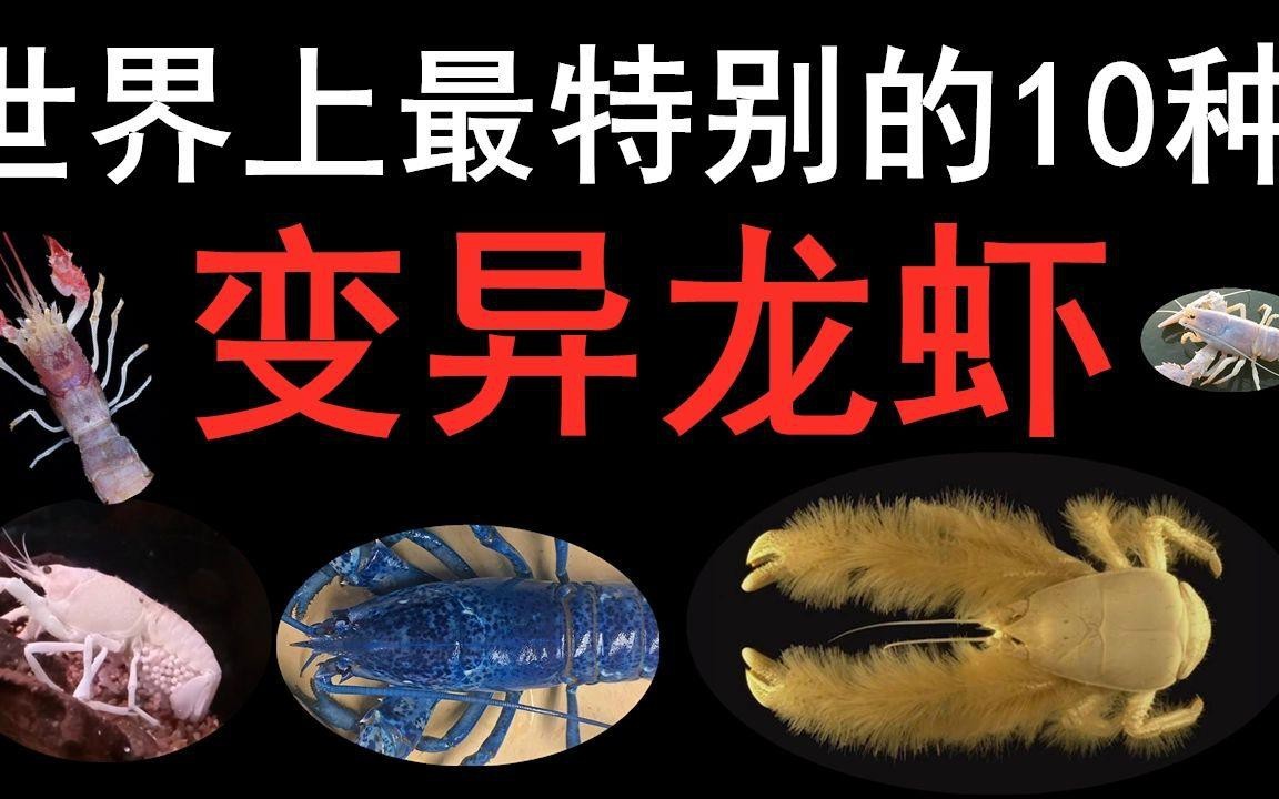 十大龍蝦中哪個最稀有？【世界十大龍蝦排行榜】
