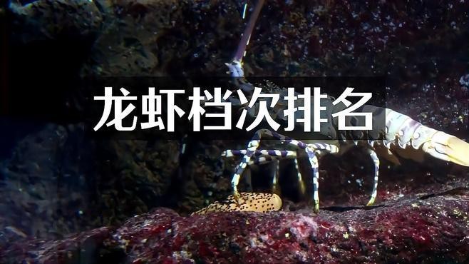十大龍蝦中哪個最稀有？【世界十大龍蝦排行榜】