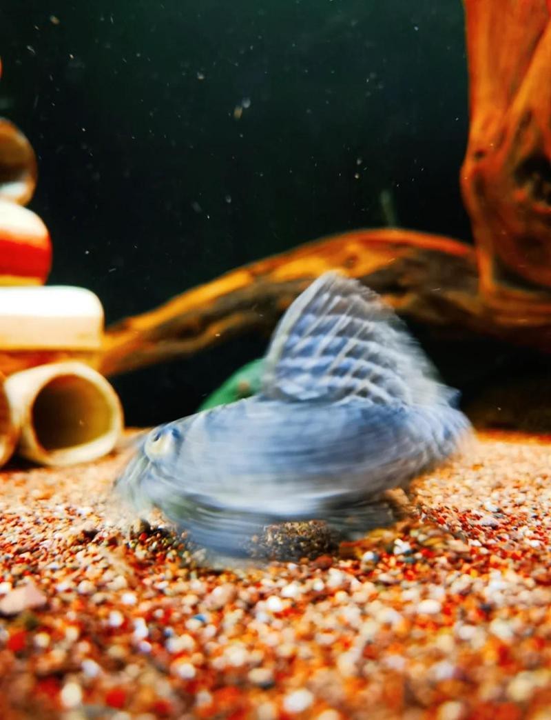 帝王迷宮異型魚能長多大【帝王迷宮異型魚中的貴族品種帝王迷宮類異型魚的體型特征】