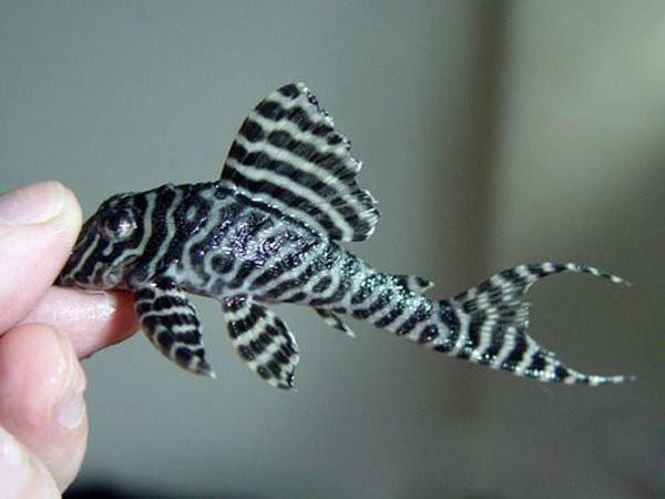 帝王迷宮異型魚能長多大【帝王迷宮異型魚中的貴族品種帝王迷宮類異型魚的體型特征】