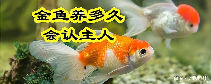金龍魚認主后會有哪些變化？【金龍魚認主后通常會表現出以下行為變化，你的龍魚會認主嗎】