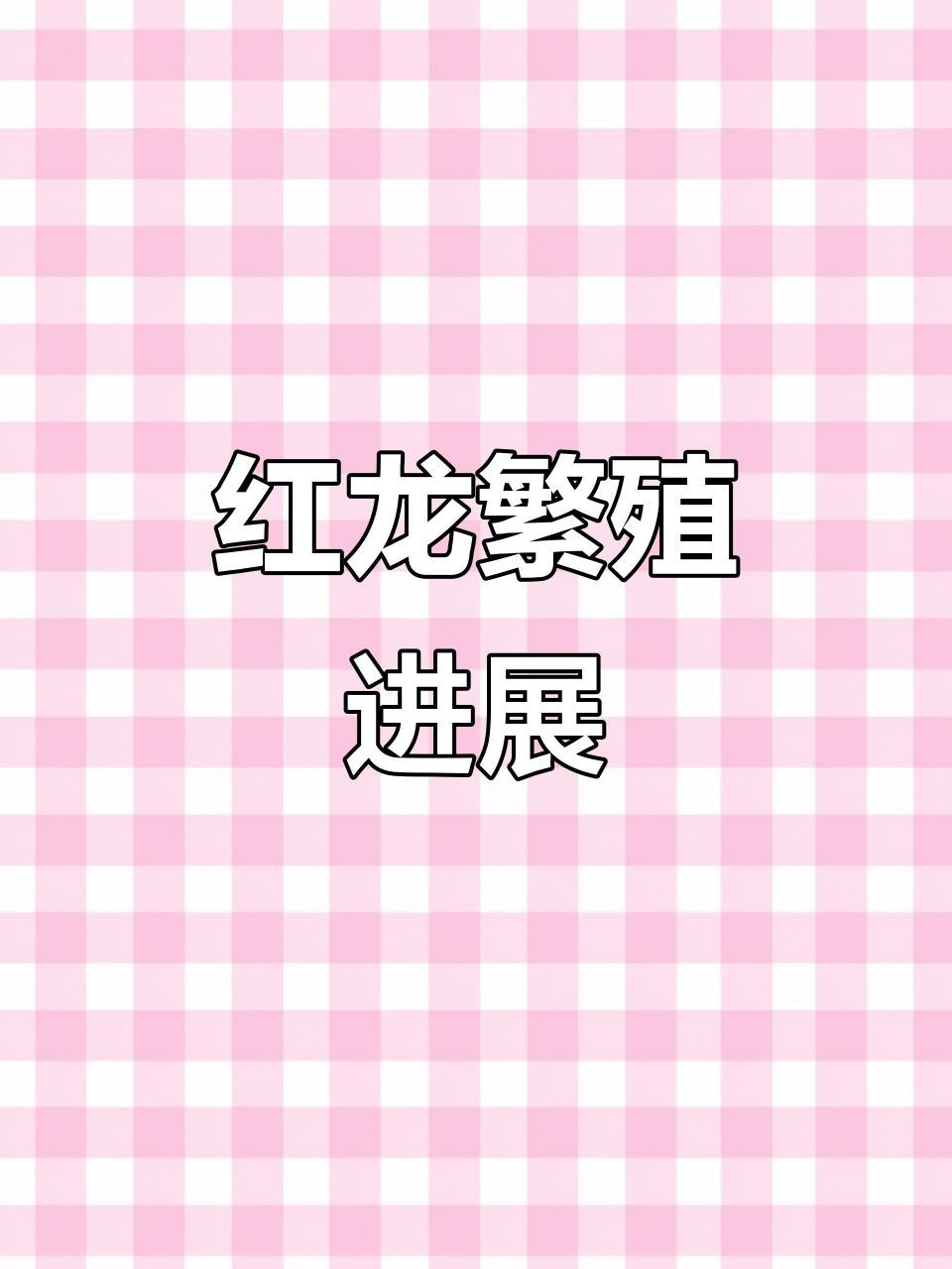 紅龍魚的最佳繁殖方法是什么？【紅龍魚的最佳繁殖方法】