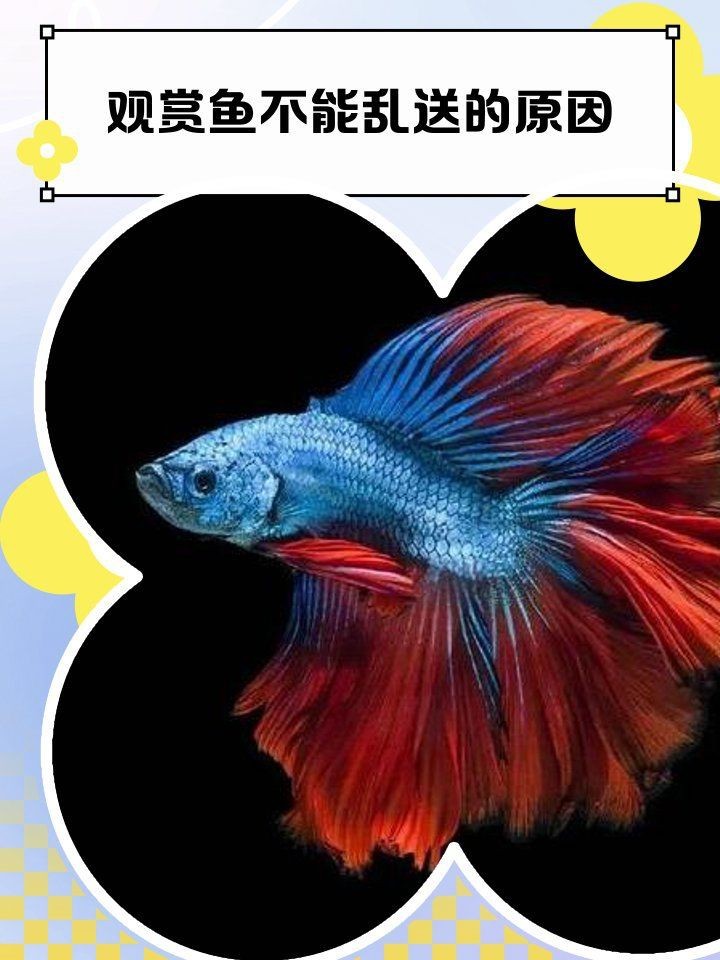 龍魚不能亂送的原因【男子好心放生“金龍魚”卻遭全網抵制】