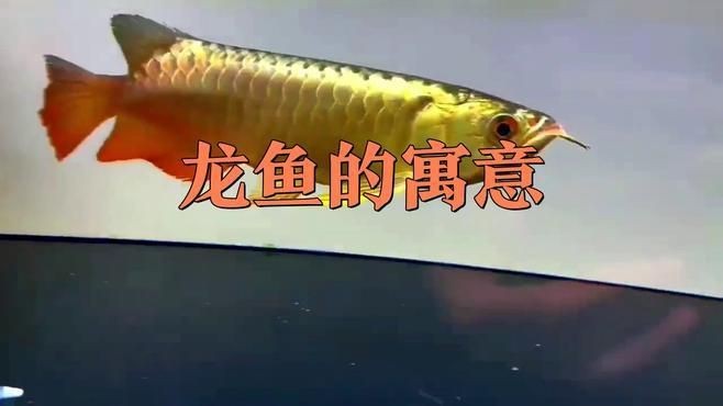 龍魚不能亂送的原因【男子好心放生“金龍魚”卻遭全網抵制】