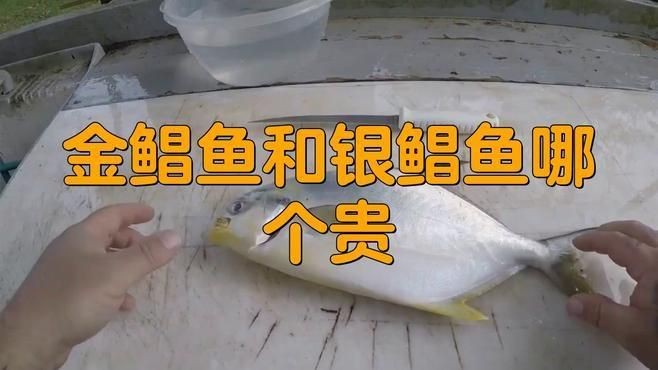 金鯧魚好還是銀鯧魚好【金鯧魚與銀鯧魚哪個好】
