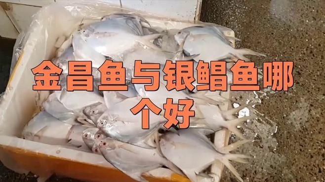 金鯧魚好還是銀鯧魚好【金鯧魚與銀鯧魚哪個好】