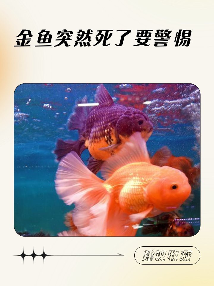 金魚(yú)突然死了要警惕【金魚(yú)死亡的原因】