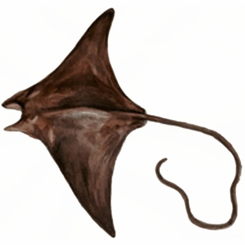 蝠鲼體型特征【海洋生物——蝠[需手動(dòng)填充]】