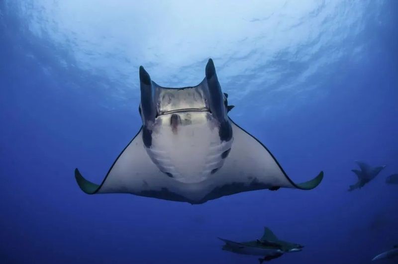 蝠鲼體型特征【海洋生物——蝠[需手動填充]】 蝠鲼體型特征【海洋生物——蝠[需手動填充]】 龍魚論壇 第10張