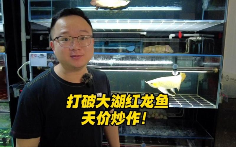 紅龍魚的市場價格有下降趨勢嗎？【紅龍魚的市場價格是否有下降趨勢？】
