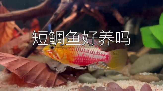 短鯛魚哪個品種好養(yǎng)【短鯛魚哪個品種好養(yǎng)，短鯛魚飼養(yǎng)技巧】
