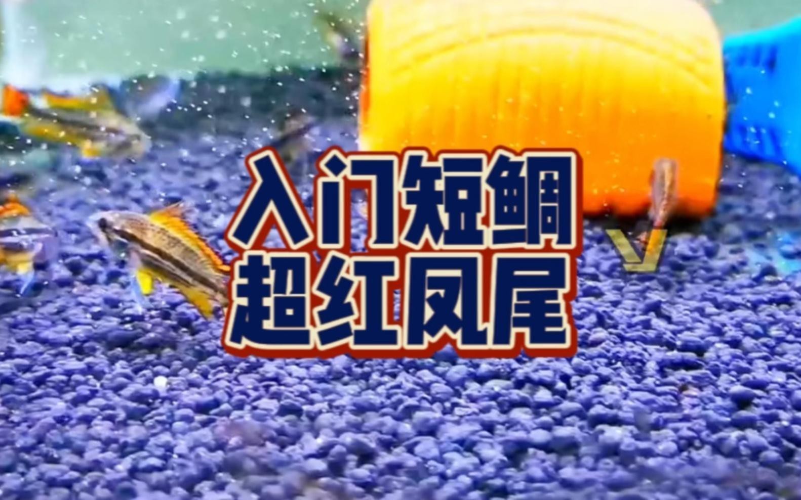 短鯛魚哪個品種好養(yǎng)【短鯛魚哪個品種好養(yǎng)，短鯛魚飼養(yǎng)技巧】