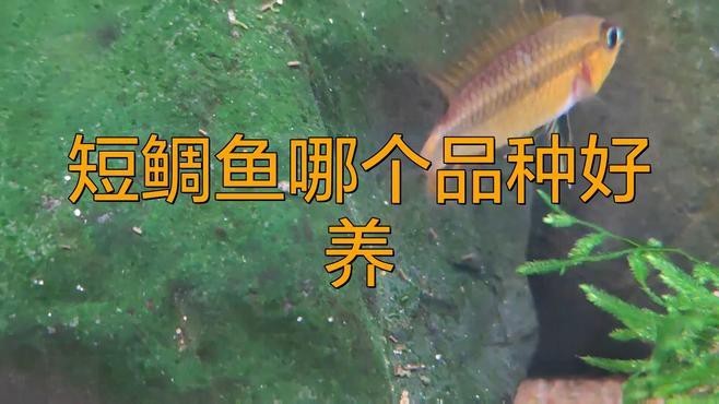短鯛魚哪個品種好養(yǎng)【短鯛魚哪個品種好養(yǎng)，短鯛魚飼養(yǎng)技巧】
