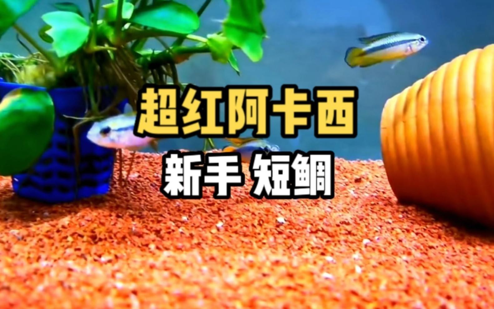 短鯛魚哪個品種好養【短鯛魚哪個品種好養，短鯛魚飼養技巧】