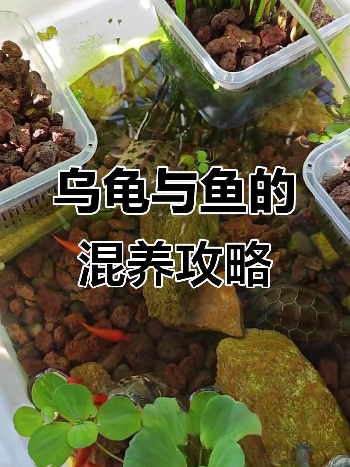 烏龜和魚一起養需要多久適應？【烏龜和魚能一起養嗎】