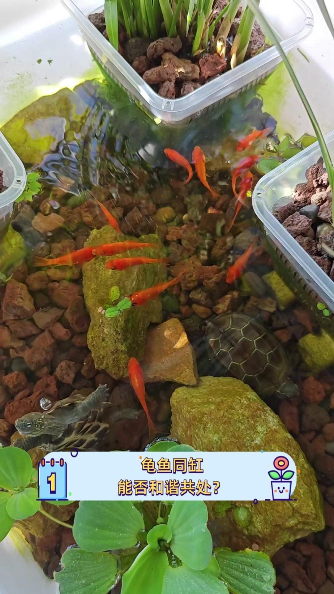 烏龜和魚一起養需要多久適應？【烏龜和魚能一起養嗎】