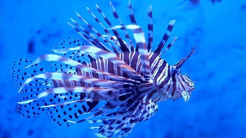 獅子魚為何要盡量少吃【獅子魚的危險性】 獅子魚為何要盡量少吃【獅子魚的危險性】 龍魚論壇 第1張