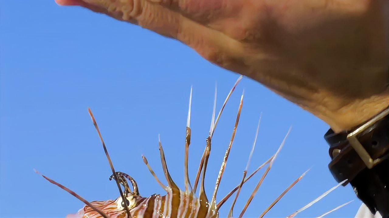 獅子魚為何要盡量少吃【獅子魚的危險性】 獅子魚為何要盡量少吃【獅子魚的危險性】 龍魚論壇 第3張