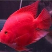 藍(lán)面財(cái)神魚和血艷紅是一種魚嗎【藍(lán)面財(cái)神魚和血艷紅不是同一種魚】