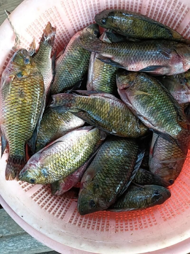 羅非魚的圖片【《羅非魚：獨(dú)特風(fēng)貌與多元價(jià)值》】