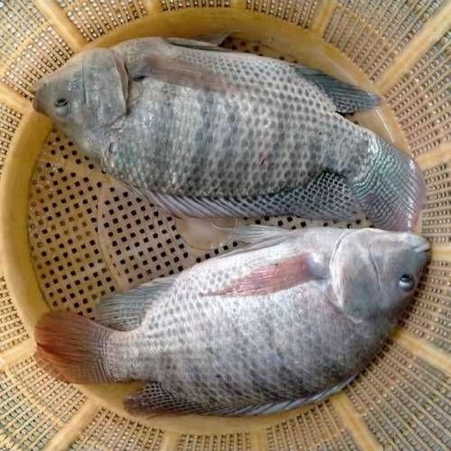 羅非魚的圖片【《羅非魚：獨(dú)特風(fēng)貌與多元價(jià)值》】