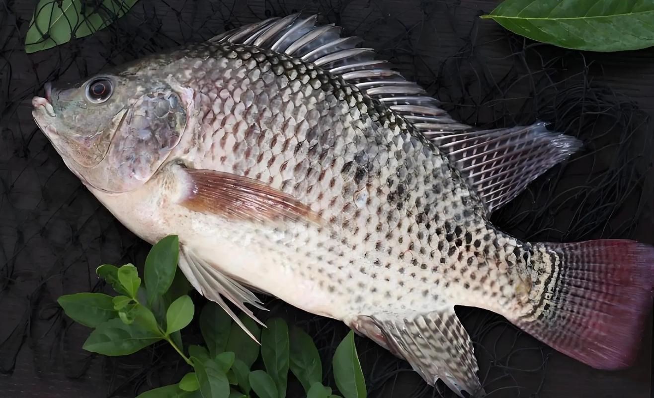 羅非魚的圖片【《羅非魚：獨(dú)特風(fēng)貌與多元價(jià)值》】