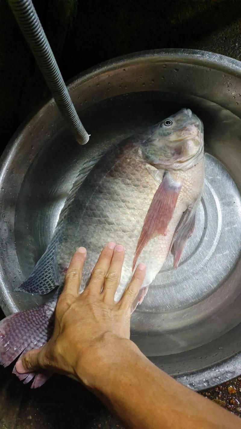 羅非魚的圖片【《羅非魚：獨(dú)特風(fēng)貌與多元價(jià)值》】