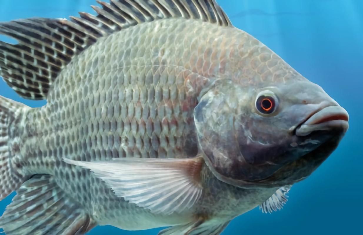 羅非魚的圖片【《羅非魚：獨(dú)特風(fēng)貌與多元價(jià)值》】