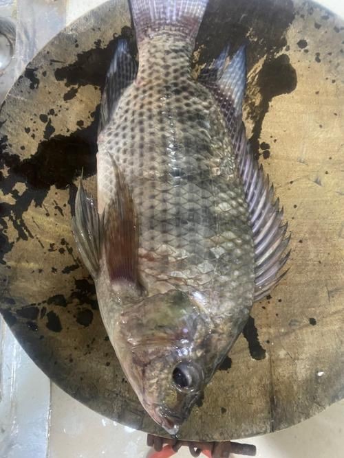 羅非魚的圖片【《羅非魚：獨(dú)特風(fēng)貌與多元價(jià)值》】