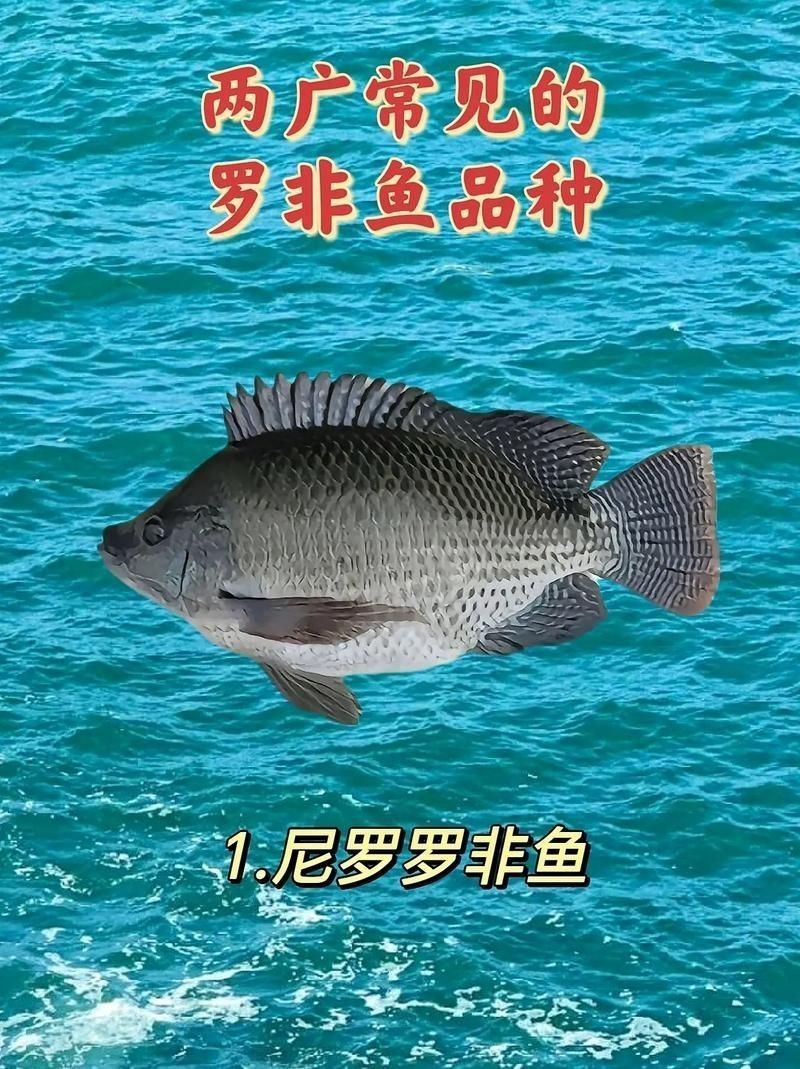 羅非魚的圖片【《羅非魚：獨(dú)特風(fēng)貌與多元價(jià)值》】