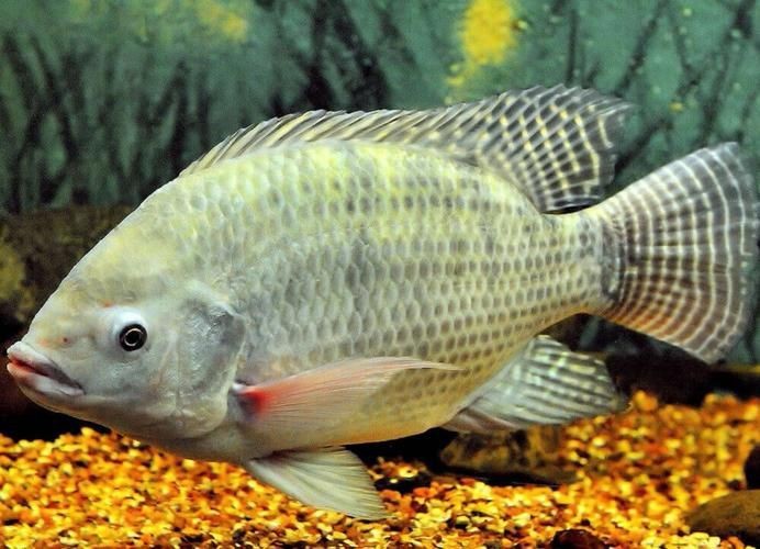 羅非魚的圖片【《羅非魚：獨(dú)特風(fēng)貌與多元價(jià)值》】