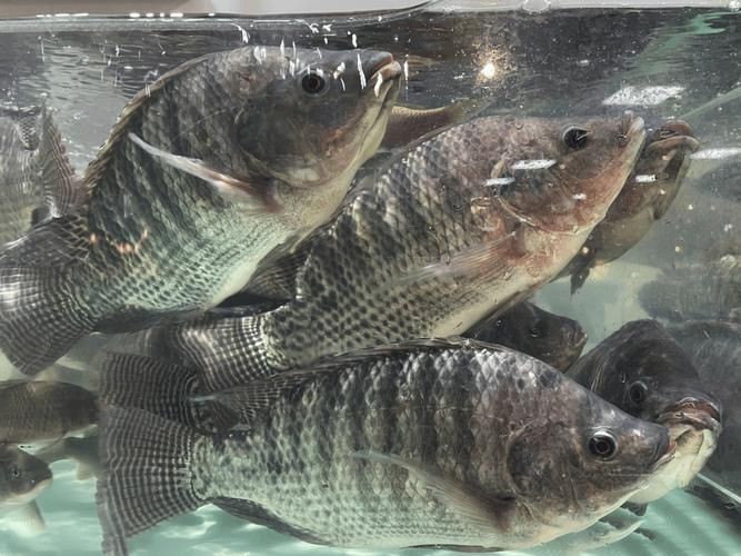 羅非魚的圖片【《羅非魚：獨(dú)特風(fēng)貌與多元價(jià)值》】