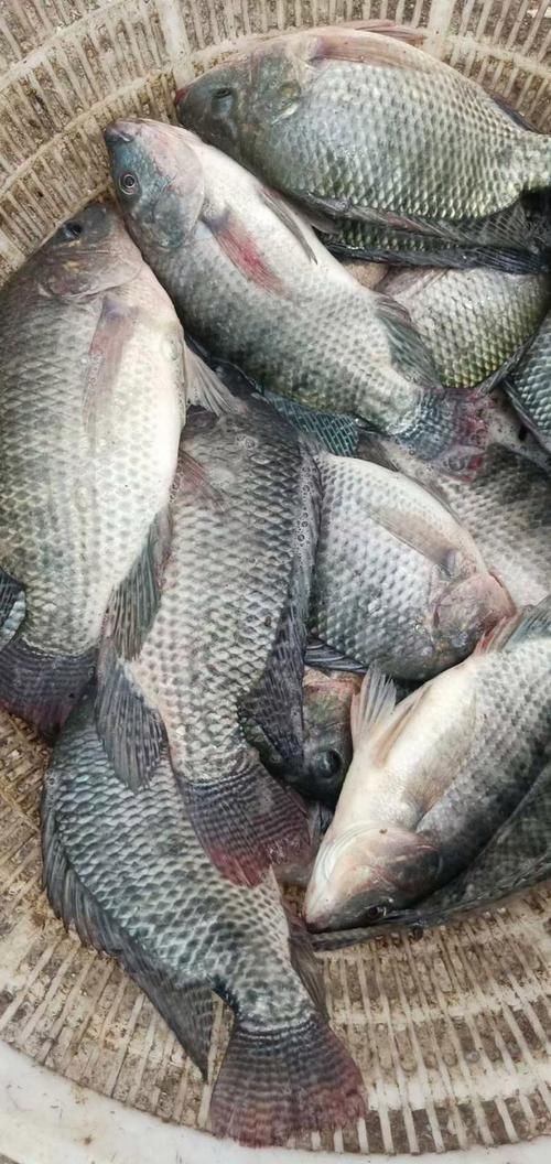 羅非魚的圖片【《羅非魚：獨(dú)特風(fēng)貌與多元價(jià)值》】