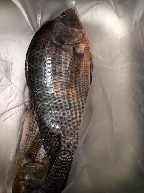 羅非魚的圖片【《羅非魚：獨(dú)特風(fēng)貌與多元價(jià)值》】