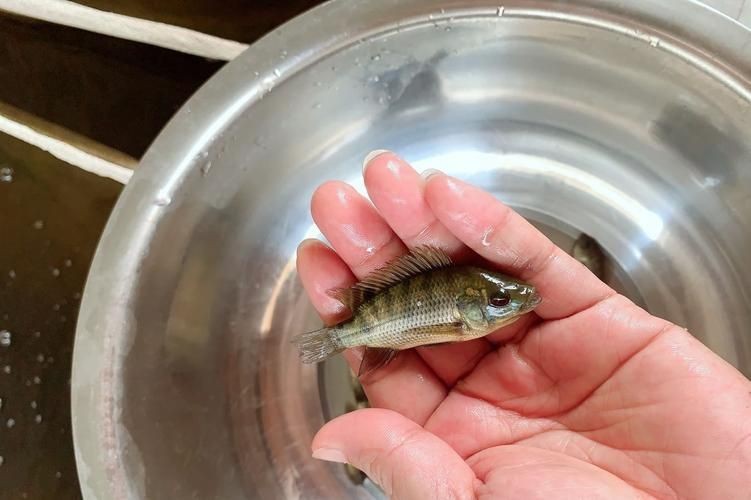 羅非魚的圖片【《羅非魚：獨(dú)特風(fēng)貌與多元價(jià)值》】