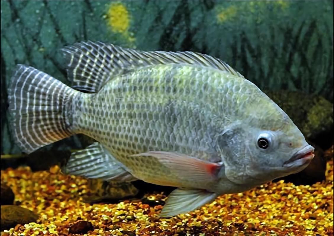 羅非魚的圖片【《羅非魚：獨(dú)特風(fēng)貌與多元價(jià)值》】