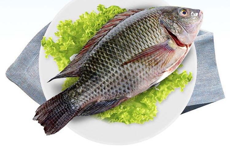 羅非魚的圖片【《羅非魚：獨(dú)特風(fēng)貌與多元價(jià)值》】