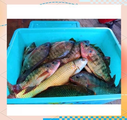 羅非魚的圖片【《羅非魚：獨(dú)特風(fēng)貌與多元價(jià)值》】