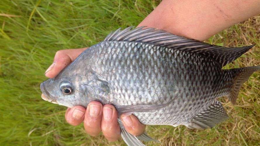 羅非魚的圖片【《羅非魚：獨(dú)特風(fēng)貌與多元價(jià)值》】