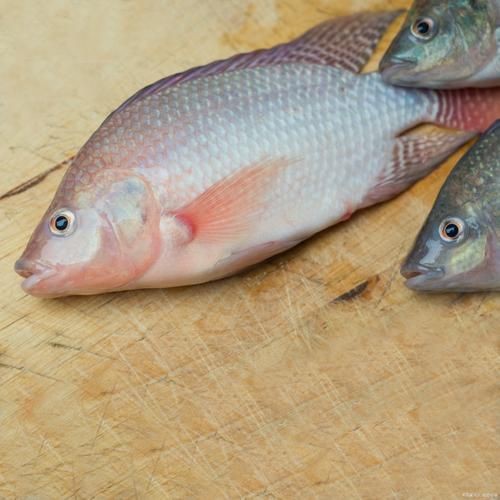 羅非魚的圖片【《羅非魚：獨(dú)特風(fēng)貌與多元價(jià)值》】