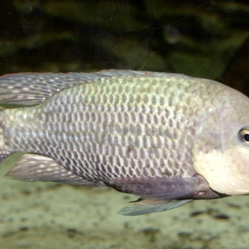 羅非魚的圖片【《羅非魚：獨(dú)特風(fēng)貌與多元價(jià)值》】