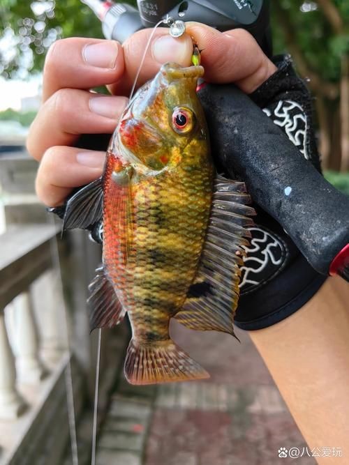 羅非魚的圖片【《羅非魚：獨(dú)特風(fēng)貌與多元價(jià)值》】