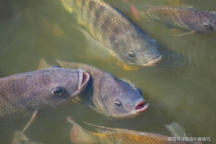 羅非魚的圖片【《羅非魚：獨(dú)特風(fēng)貌與多元價(jià)值》】