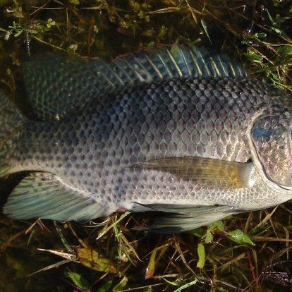 羅非魚的圖片【《羅非魚：獨(dú)特風(fēng)貌與多元價(jià)值》】