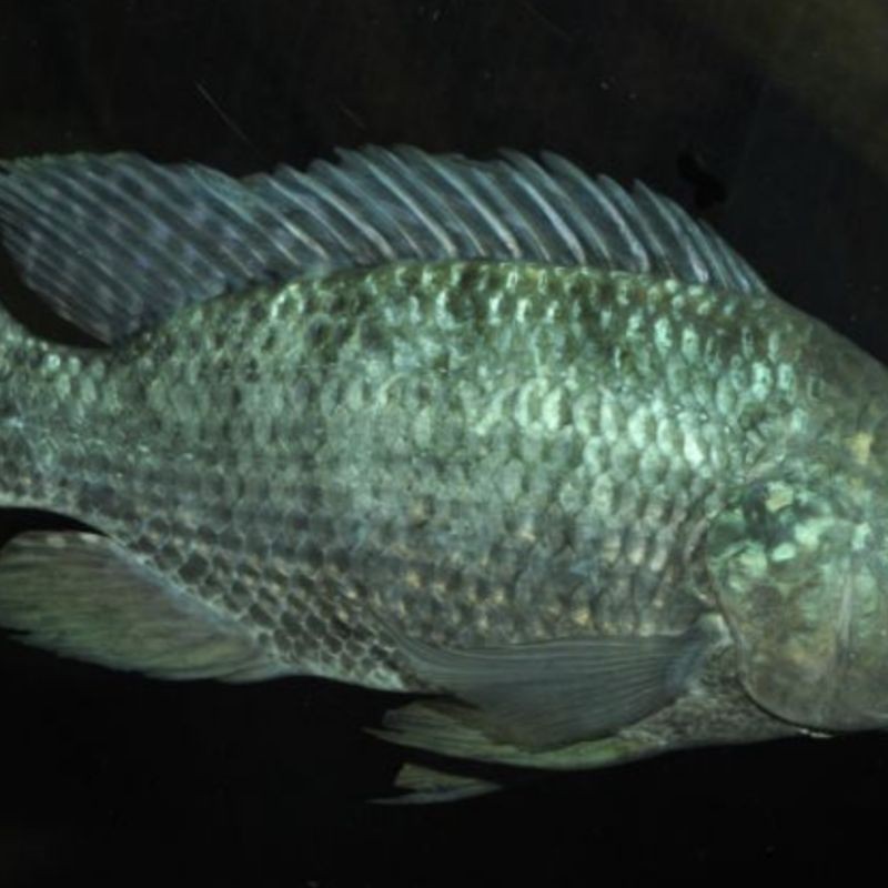 羅非魚的圖片【《羅非魚：獨(dú)特風(fēng)貌與多元價(jià)值》】
