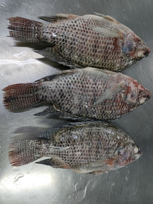 羅非魚的圖片【《羅非魚：獨(dú)特風(fēng)貌與多元價(jià)值》】