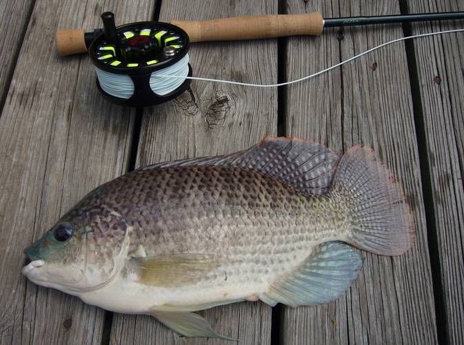 羅非魚的圖片【《羅非魚：獨(dú)特風(fēng)貌與多元價(jià)值》】