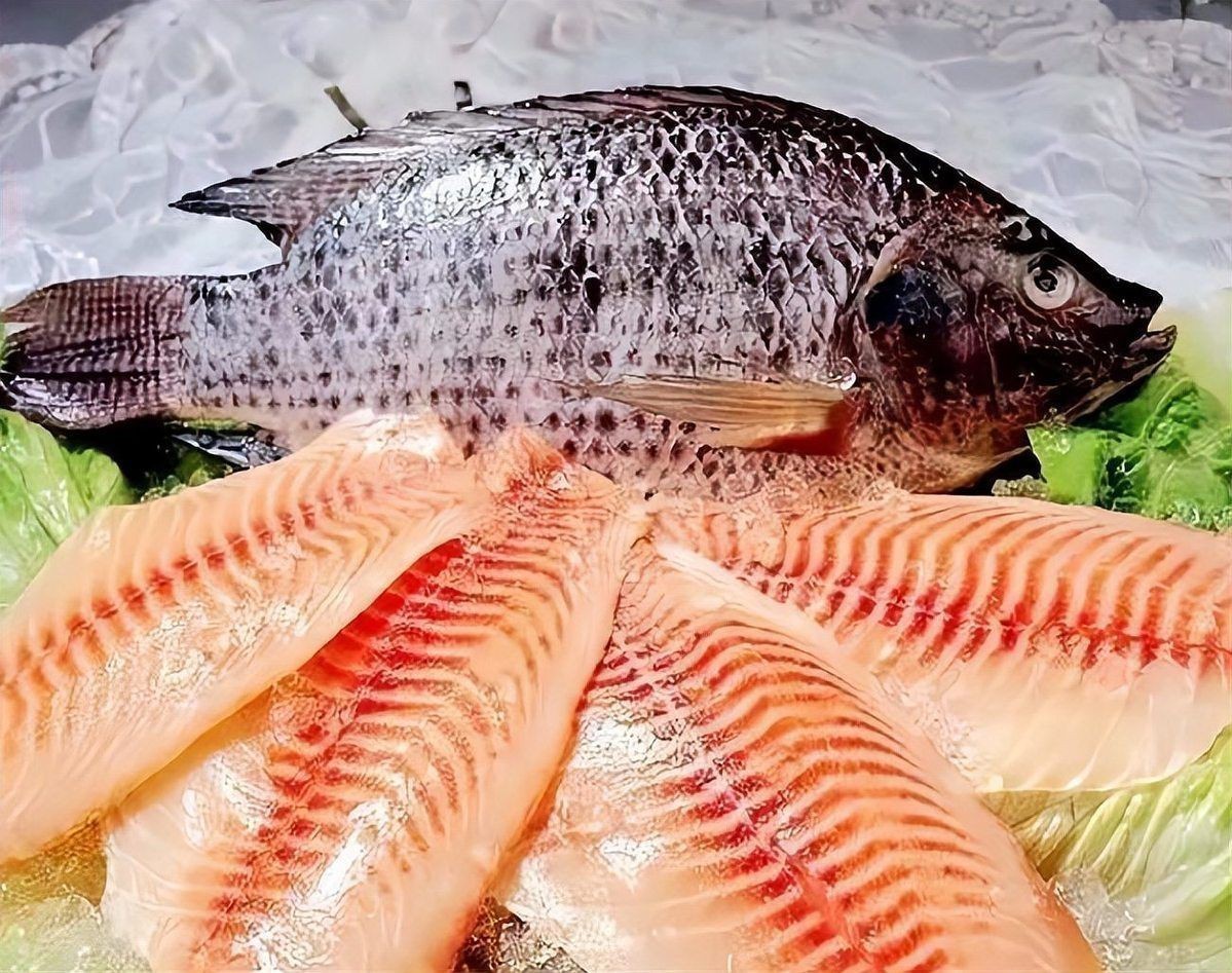 羅非魚的圖片【《羅非魚：獨(dú)特風(fēng)貌與多元價(jià)值》】
