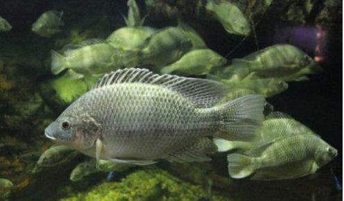 羅非魚的圖片【《羅非魚：獨(dú)特風(fēng)貌與多元價(jià)值》】